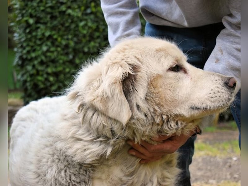 Gorivah - Das Leben ist zu kurz...