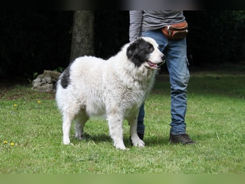 Mathis - mit dem treuen Blick