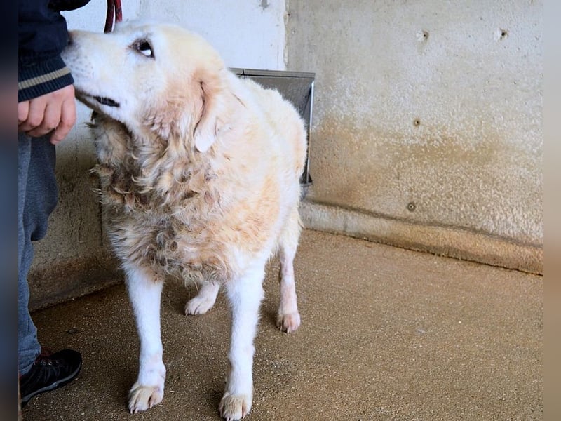 Eskie - aber bitte mit Sahne ins Glück!
