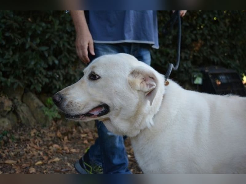 Alisky - XXL Körbchen für sanfte Hundedame gesucht