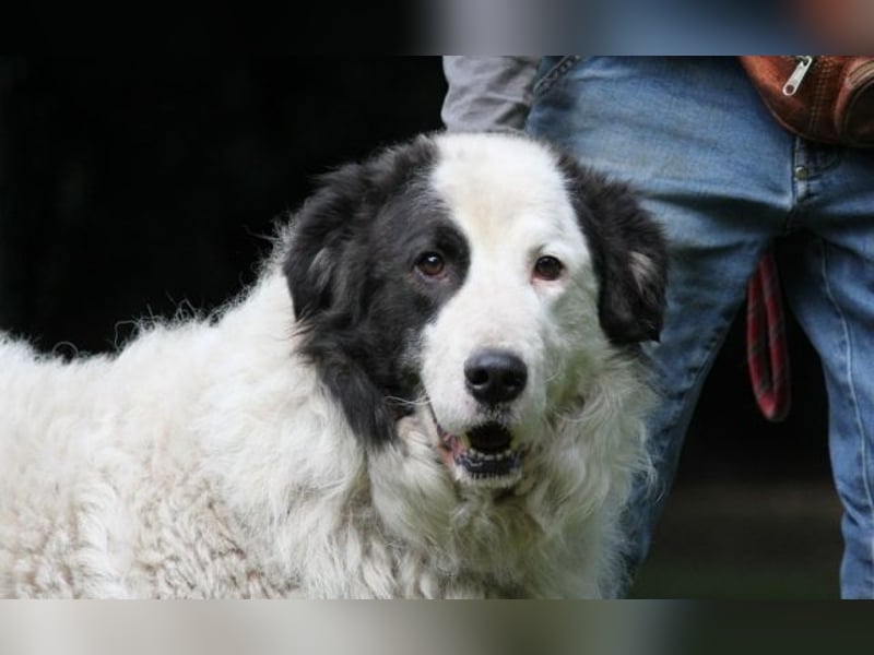 Mathis - mit dem treuen Blick