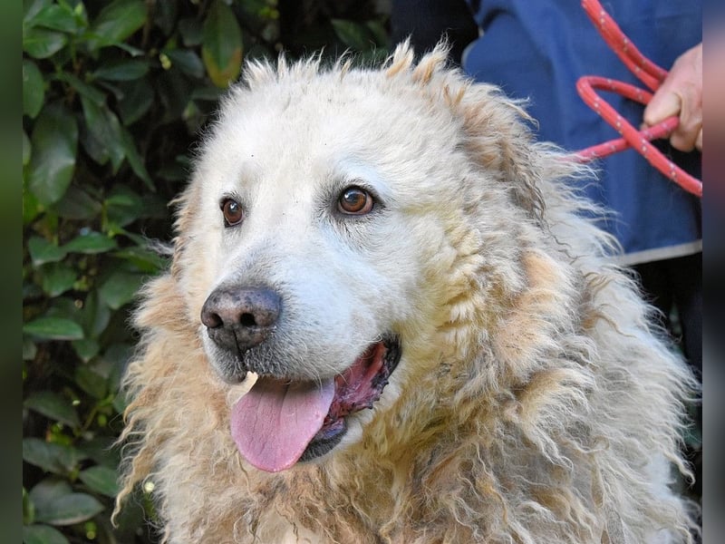 Noak - Alles nur Wunschdenken... ?