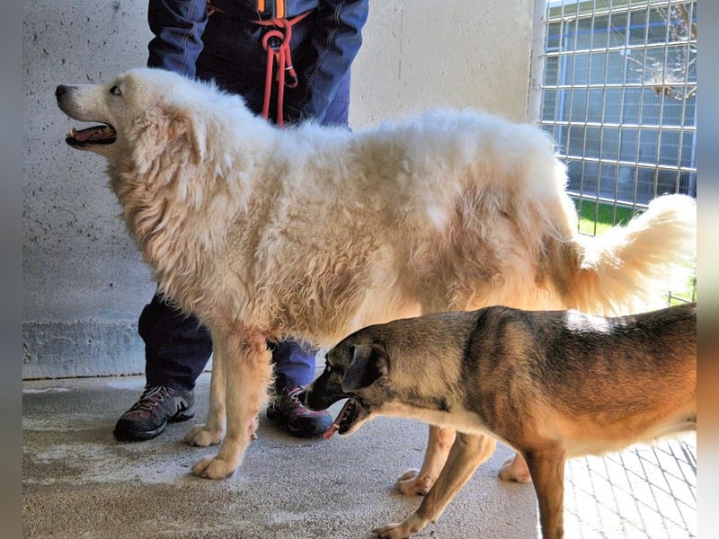 Albertone - Alles, alles Gute!!!