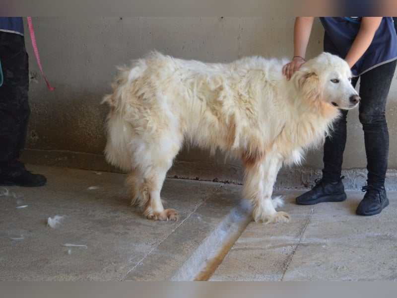 Jaafar - Der sanfte Riese