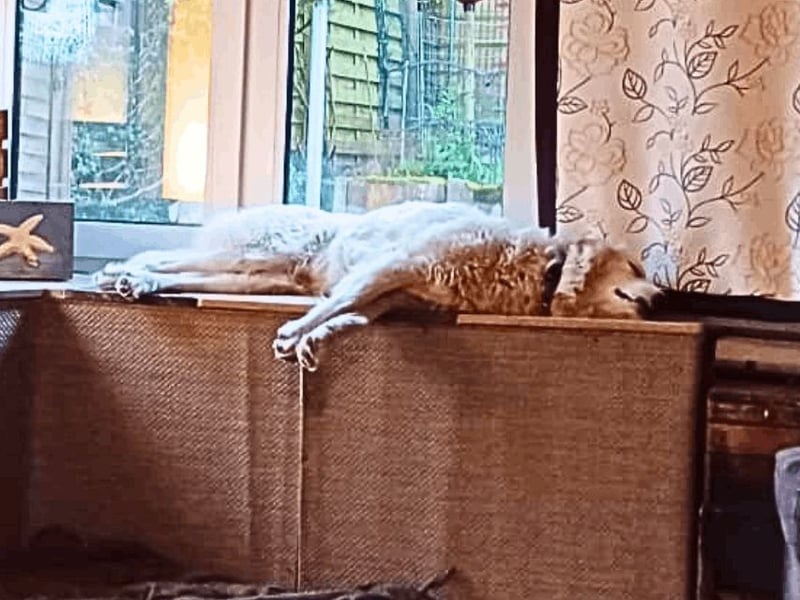 Tonia - eine sanfte Seele mit Flausen im Kopf