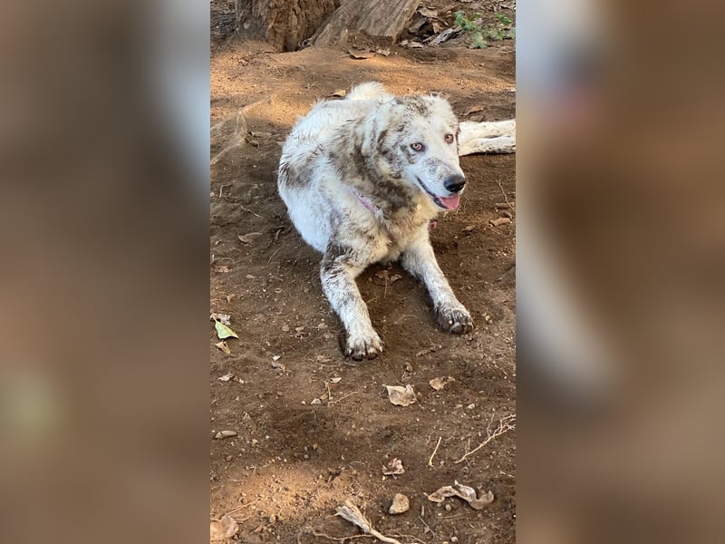 Mulan - eine weiße Herzensbrecherin und ihre drei Schwestern