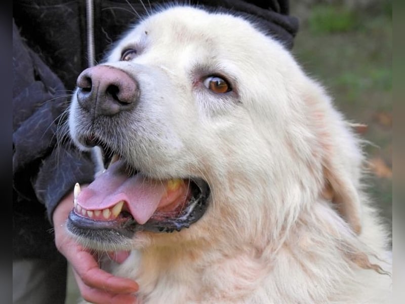 Balvin - kleiner Großer