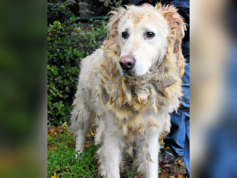 Akamu - Sucht seinen passenden Deckel