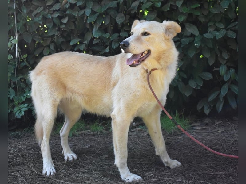 Antiloco - Nur ein Wunsch: endlich nach Hause!