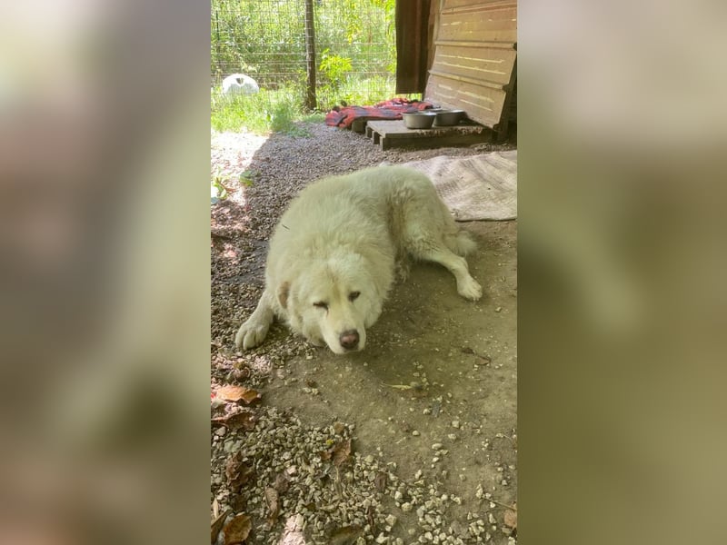 Luke - geboren, um zu schützen...