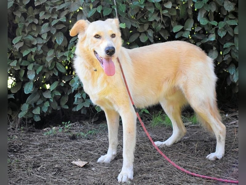 Antiloco - Nur ein Wunsch: endlich nach Hause!