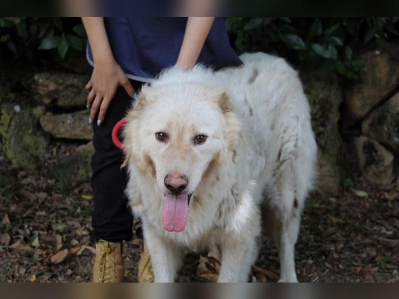 Pinturicchio - Finde den Fehler!