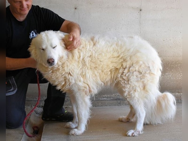 Haigen - Free HAIGEN