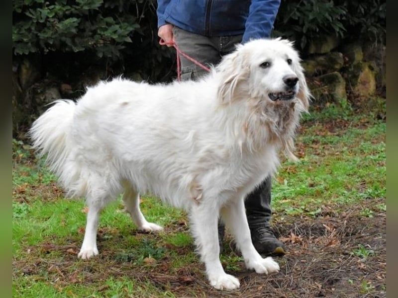 Aristodemo - nicht nur Schall und Rauch