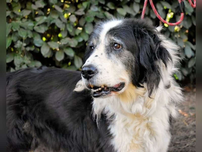 Hindah - Dreieinhalb Sommersprossen