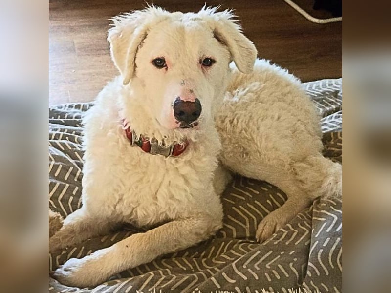 Bullo - Jede Menge tolle Dinge....