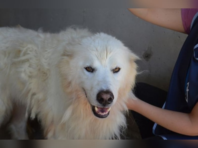 Jaafar - Der sanfte Riese Jaafar - Der sanfte Riese