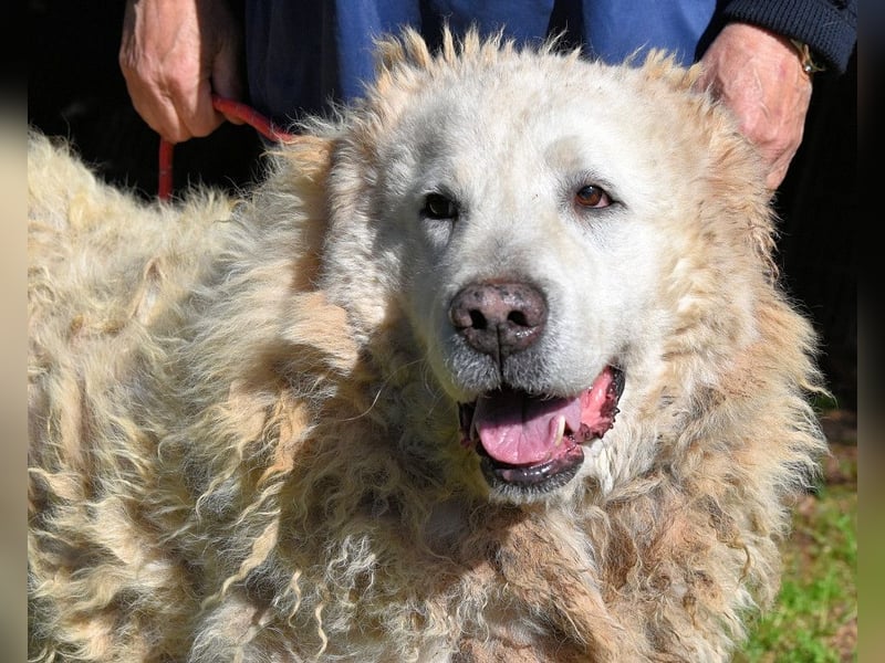 Noak - Alles nur Wunschdenken... ?