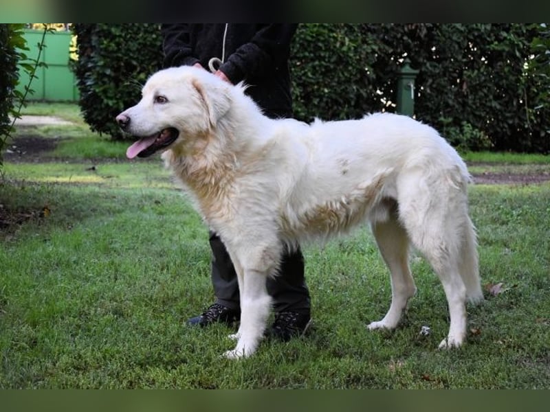 Balvin - kleiner Großer