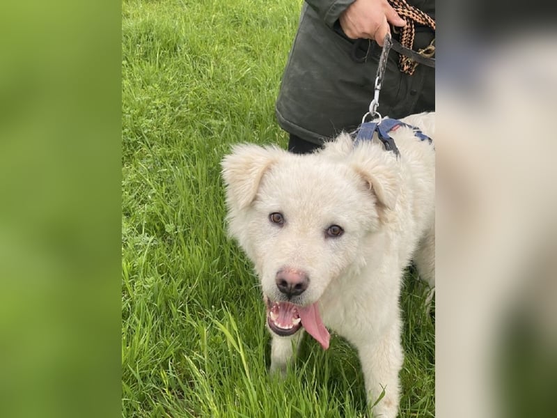 Cornelius - ein junger Rüde mir Herz, Köpfchen und Tatendrang