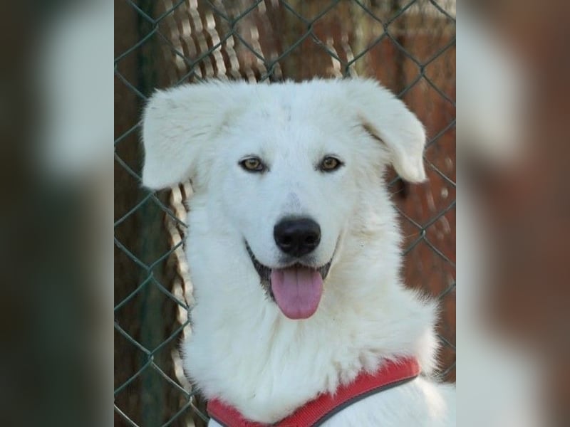 Mona - eine weiße Herzensbrecherin und ihre drei Schwestern