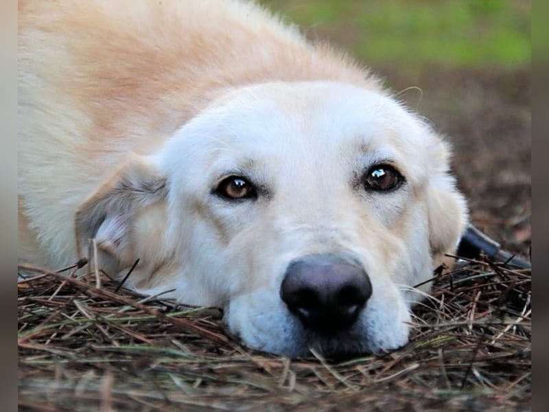 Yannick - SOS- (Dringend Pfflegestelle oder Zuhause gesucht )verloren zwischen Angst und Bindung