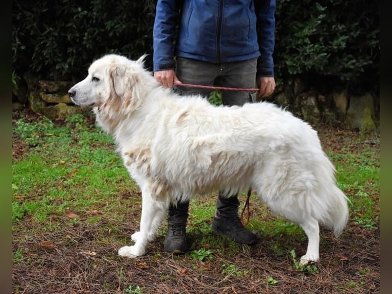 Aristodemo - nicht nur Schall und Rauch