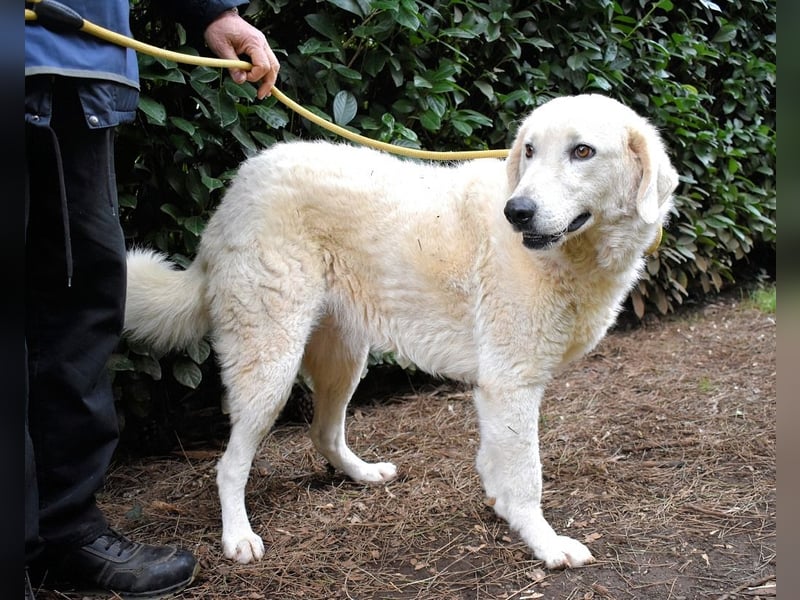 Damarius - niemals ist eine schrecklich lange Zeit