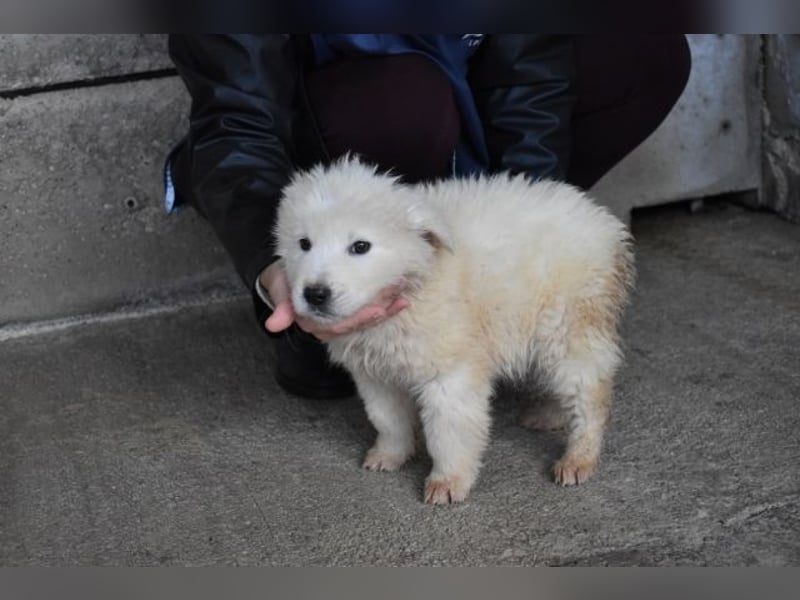 Clyro - Weiß jemand, was aufpassen eigentlich heißt ?