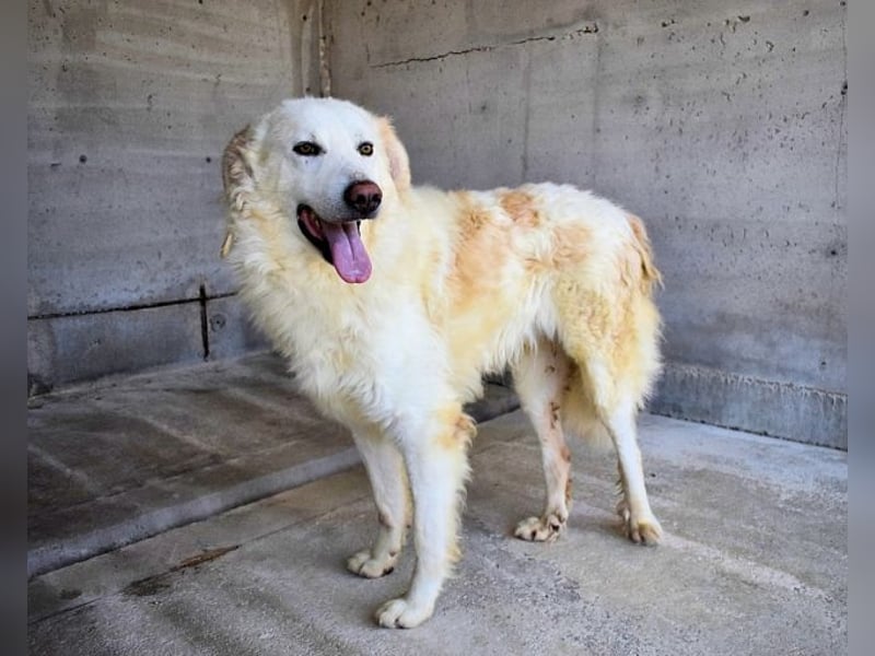 Folquet - Im falschen Leben
