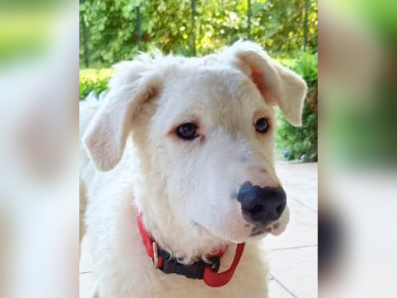 Bullo - weißer Eisbär mit sanfter Seele