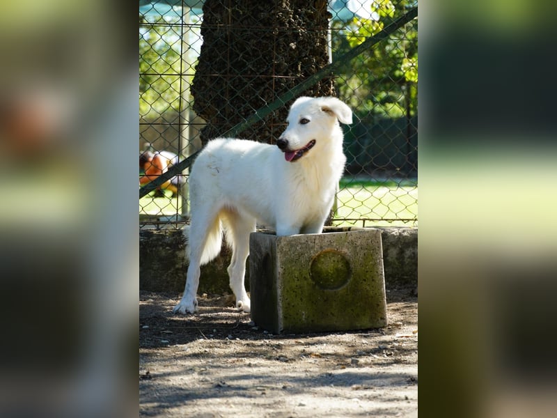 Mona - Ruhe, Würde und ein großes Herz