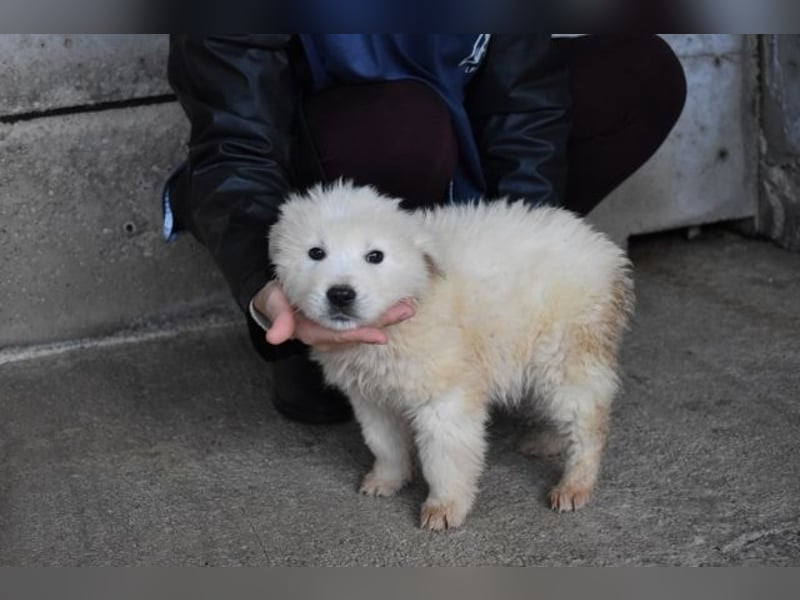 Clyro - Weiß jemand, was aufpassen eigentlich heißt ?