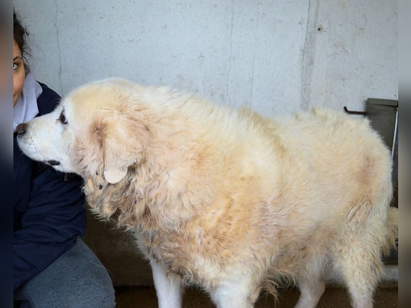 Eskie - aber bitte mit Sahne ins Glück!