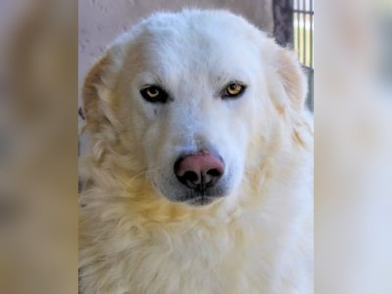 Folquet - Für immer zusammen?