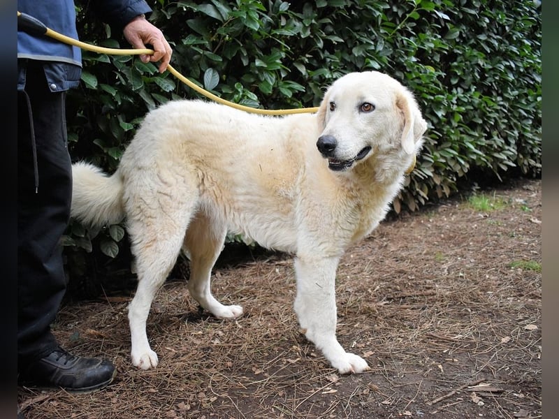 Damarius - niemals ist eine schrecklich lange Zeit