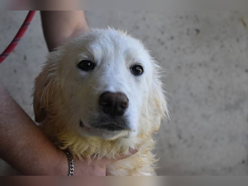 Hadrianus - weiß, es wird einmal ein Wunder gescheh'n