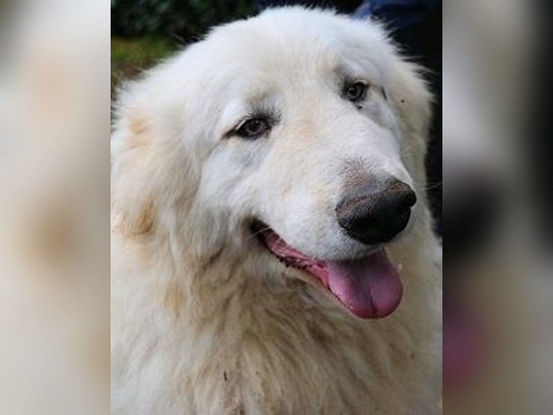 Hadriano - Viel mehr als nur einer unter vielen!