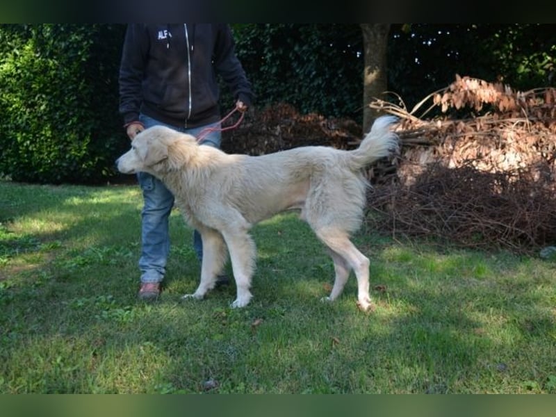 Sisko - es sind so viele