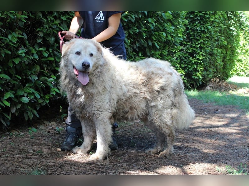 Noak - Alles nur Wunschdenken... ?