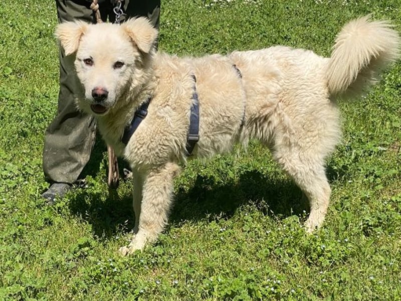 Cornelius - Woher soll er es können?