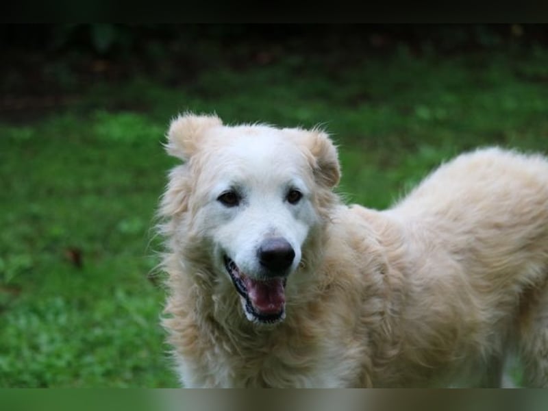 Dominico - Die Stimme des Windes