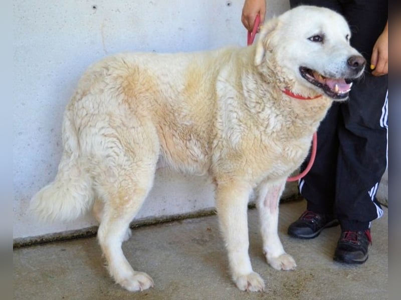 Eskie - aber bitte mit Sahne ins Glück!