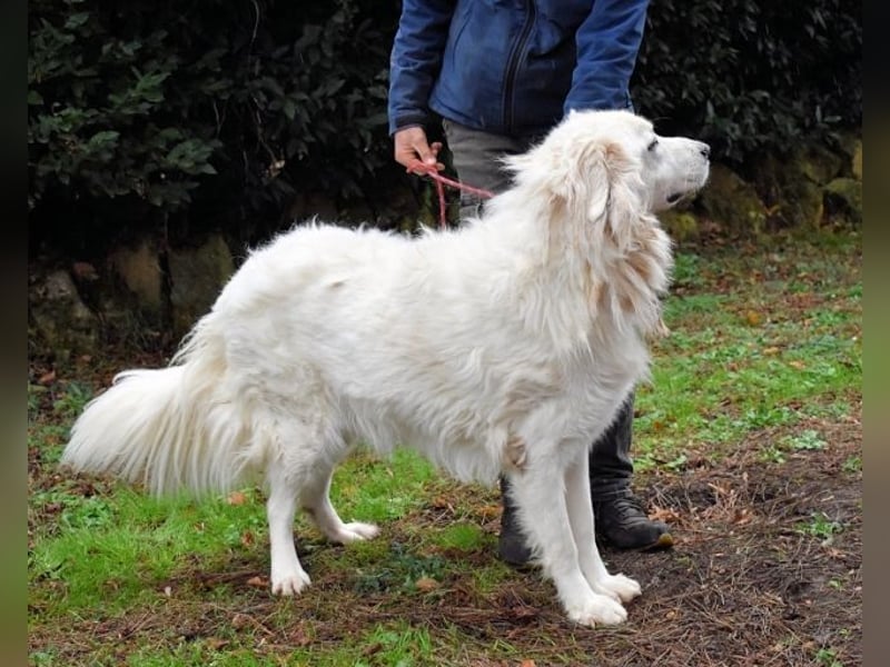 Aristodemo - nicht nur Schall und Rauch