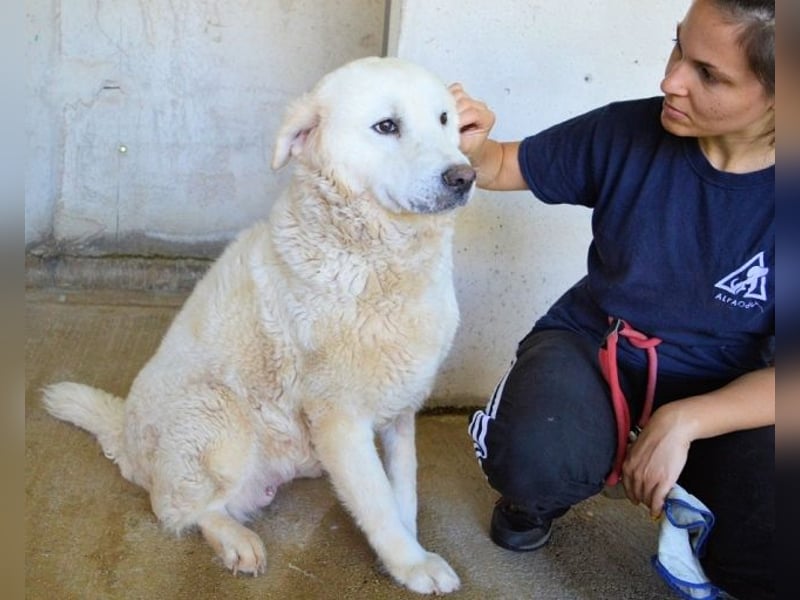 Eskie - aber bitte mit Sahne ins Glück!