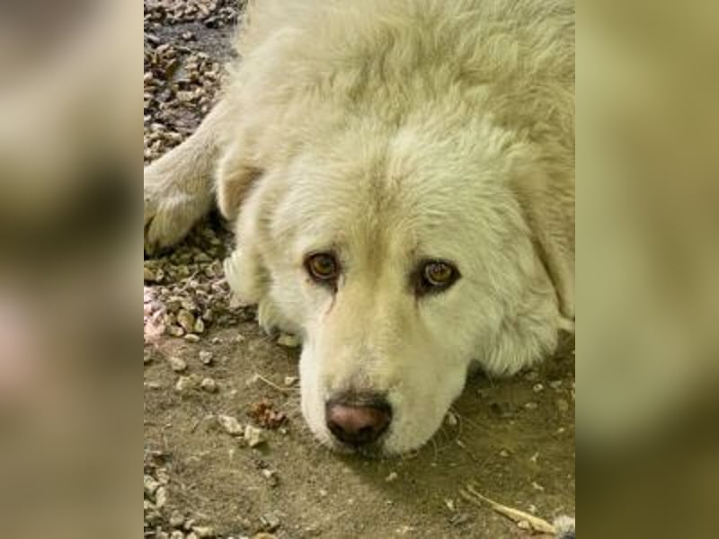 Luke - geboren, um zu schützen...