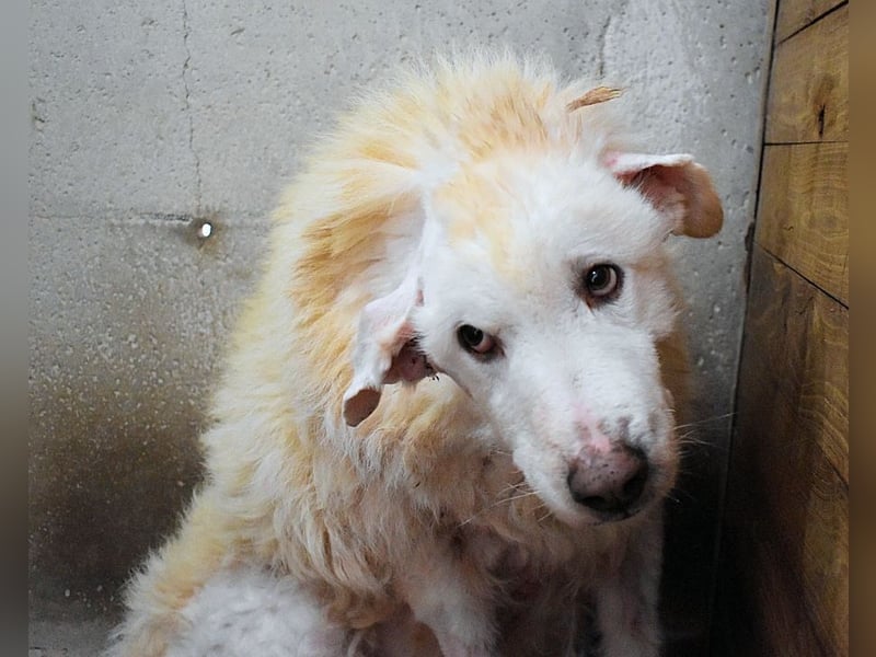 Haigen - SOS - Wenn das Foto zur Anklage wird.