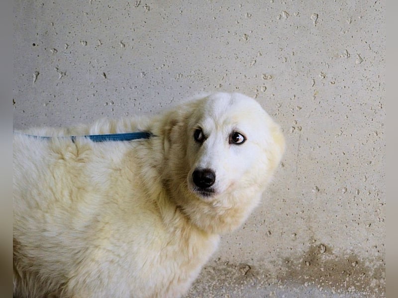 Amaya - So schön und so schrecklich?