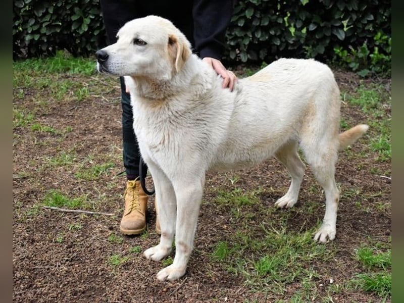 Neeko - Traumhund sucht Traummenschen