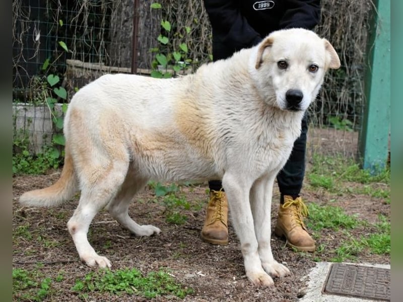 Neeko - Traumhund sucht Traummenschen